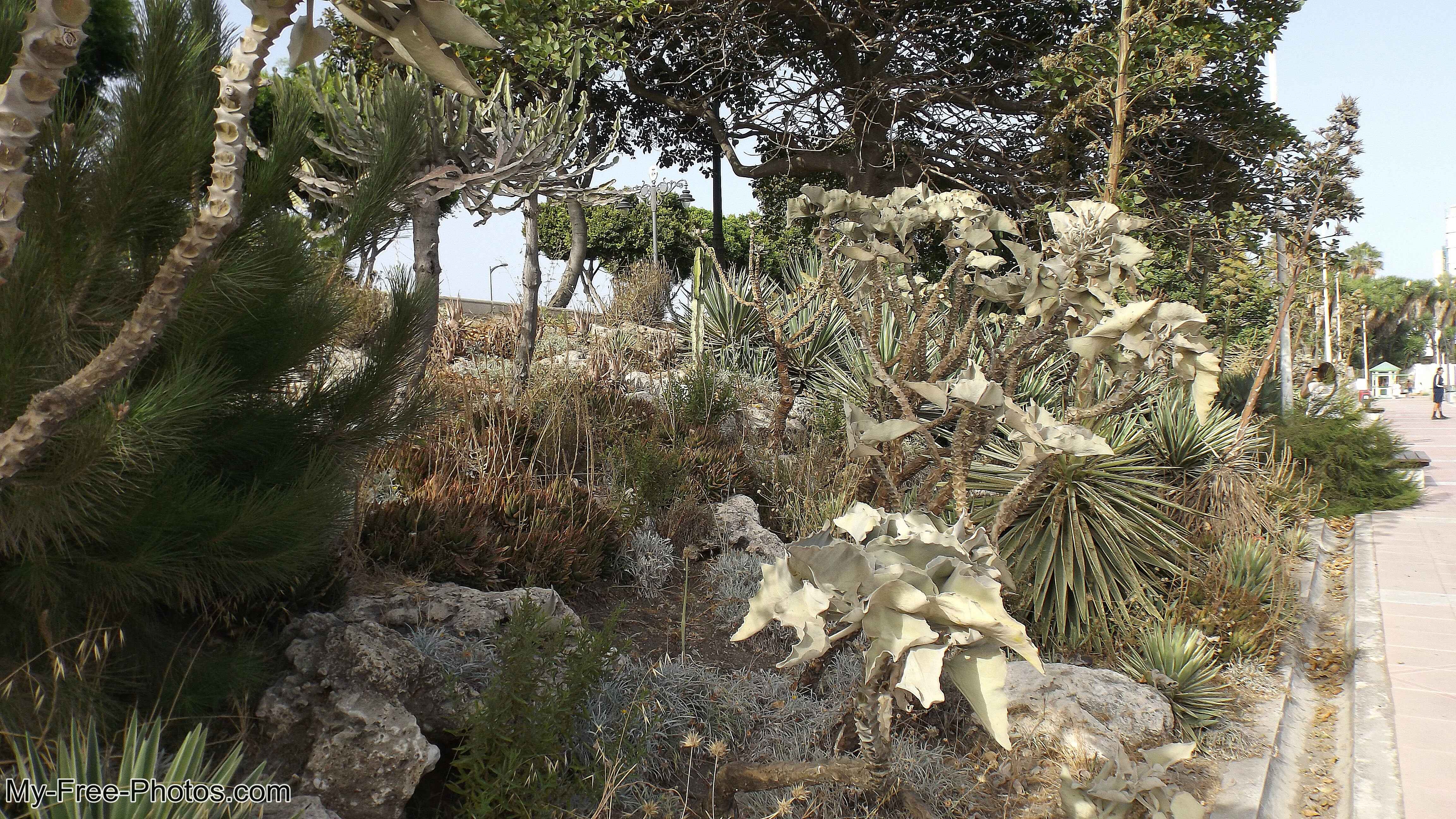 Flowers along Estepona beach, Spain