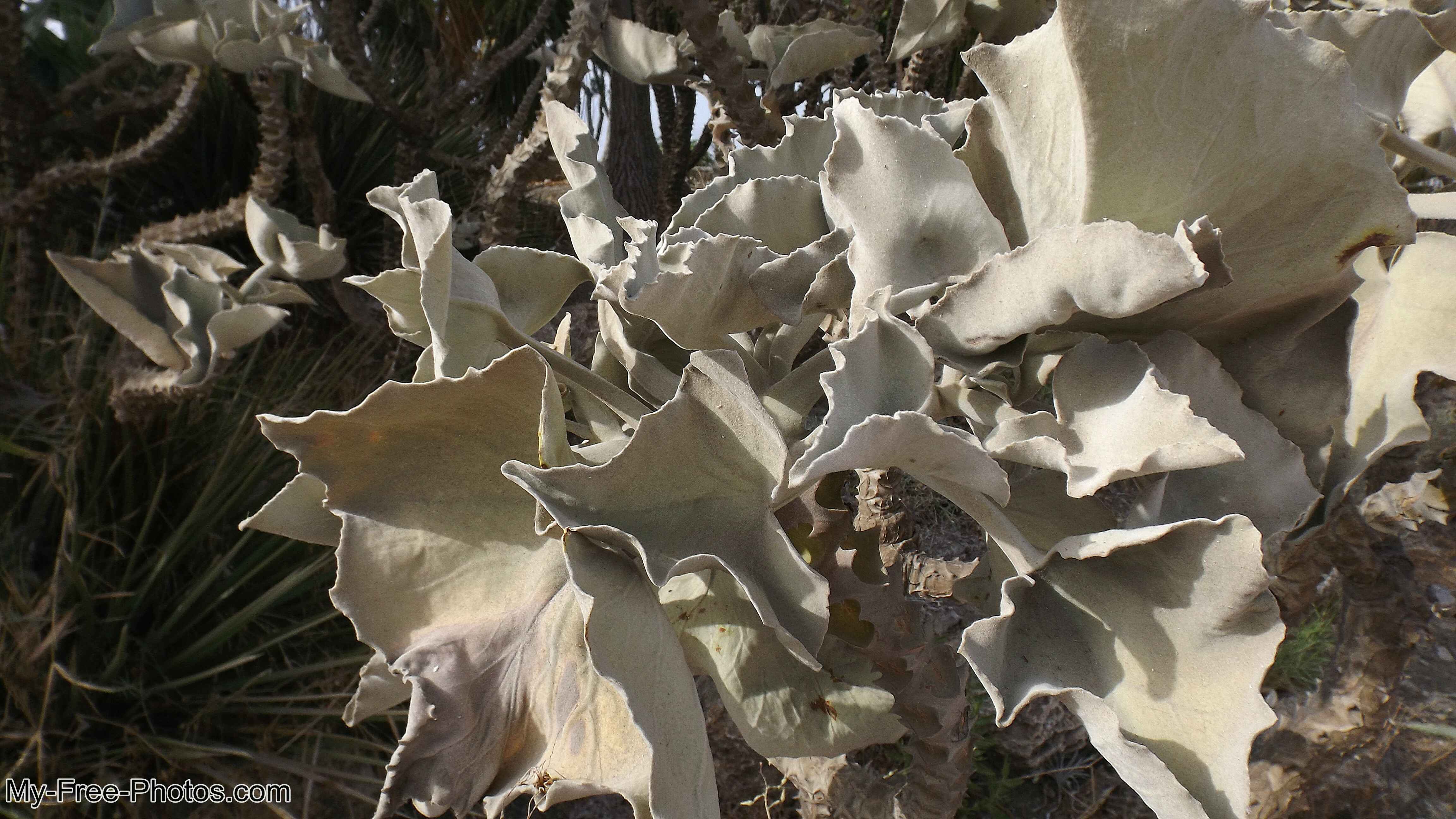Flowers along Estepona beach, Spain