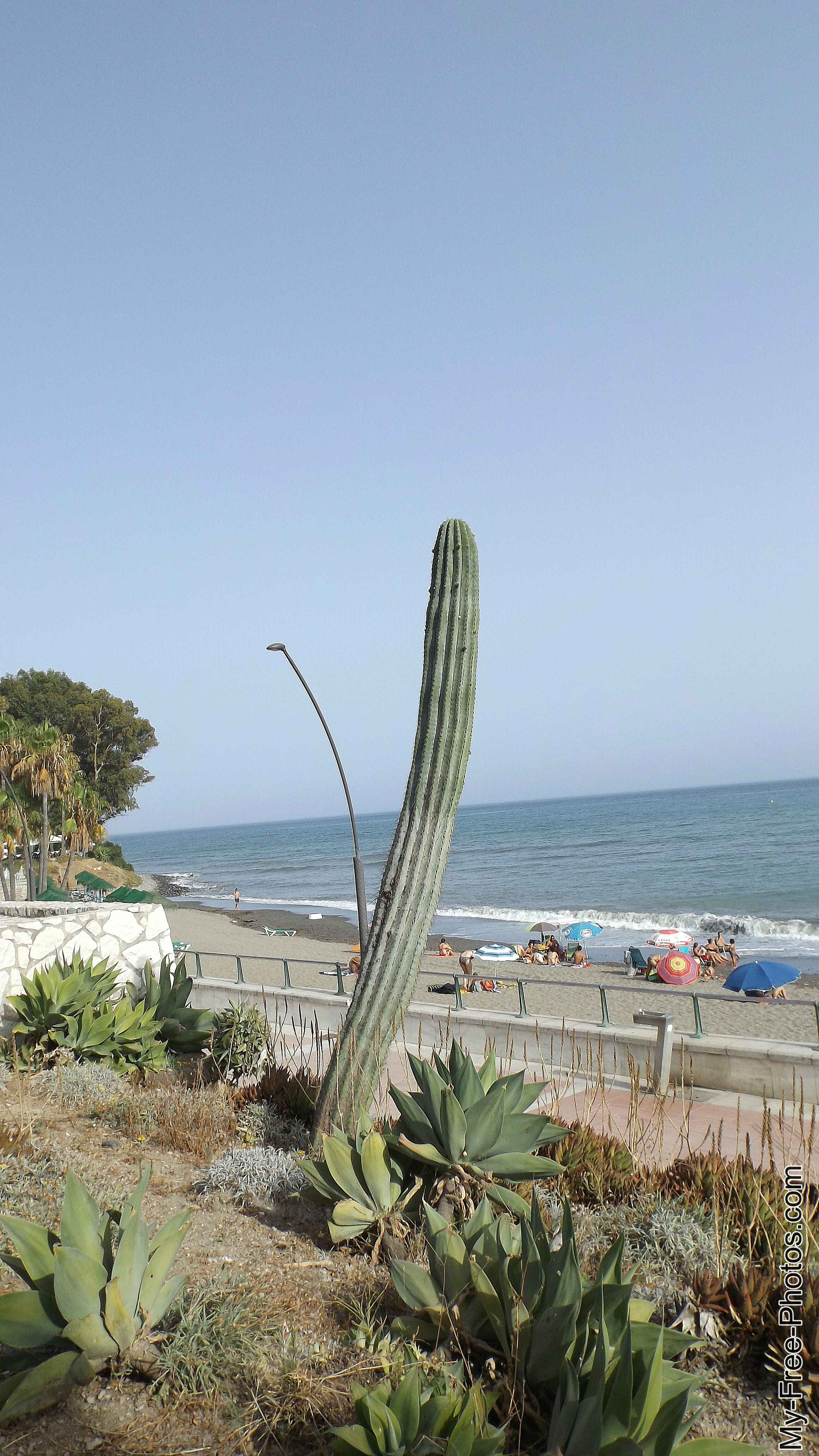 Flowers along Estepona beach, Spain