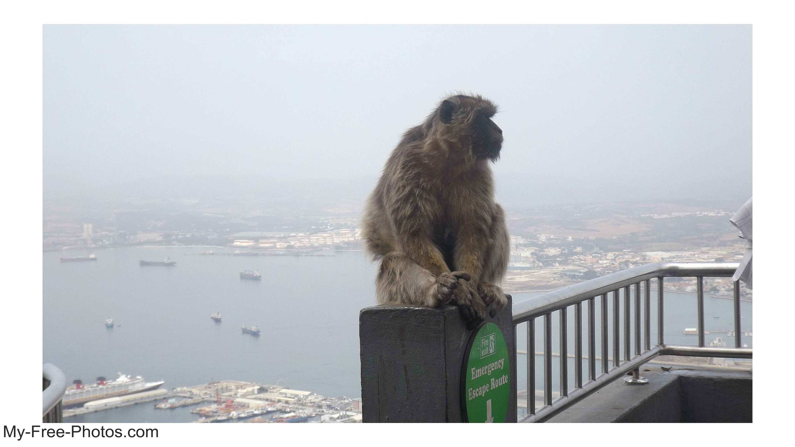 Gibraltar monkey