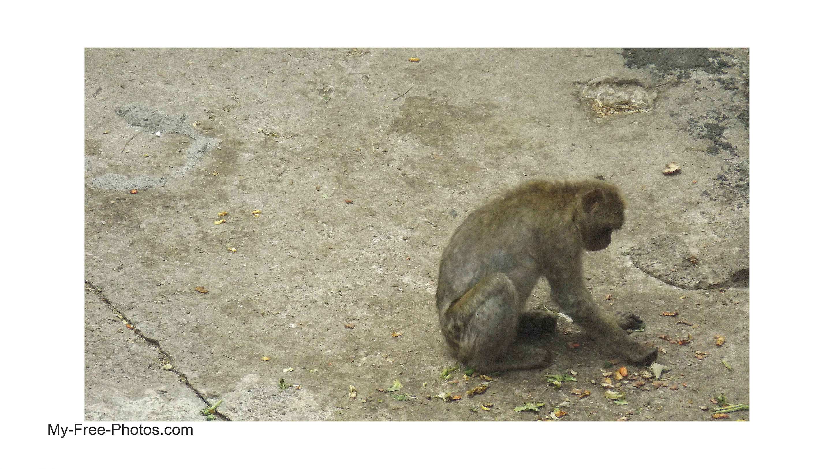  Gibraltar monkey