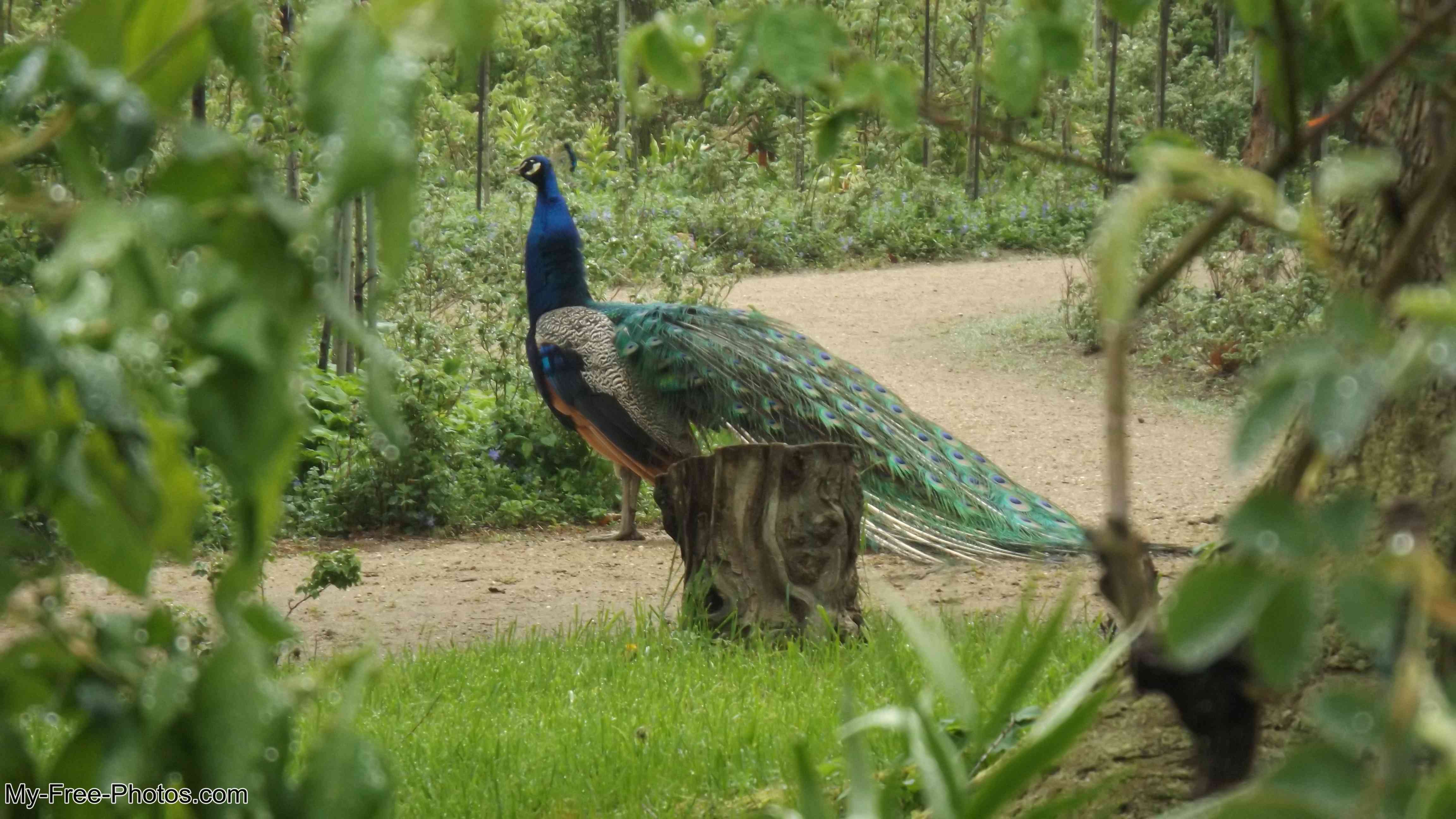 Peacock Island