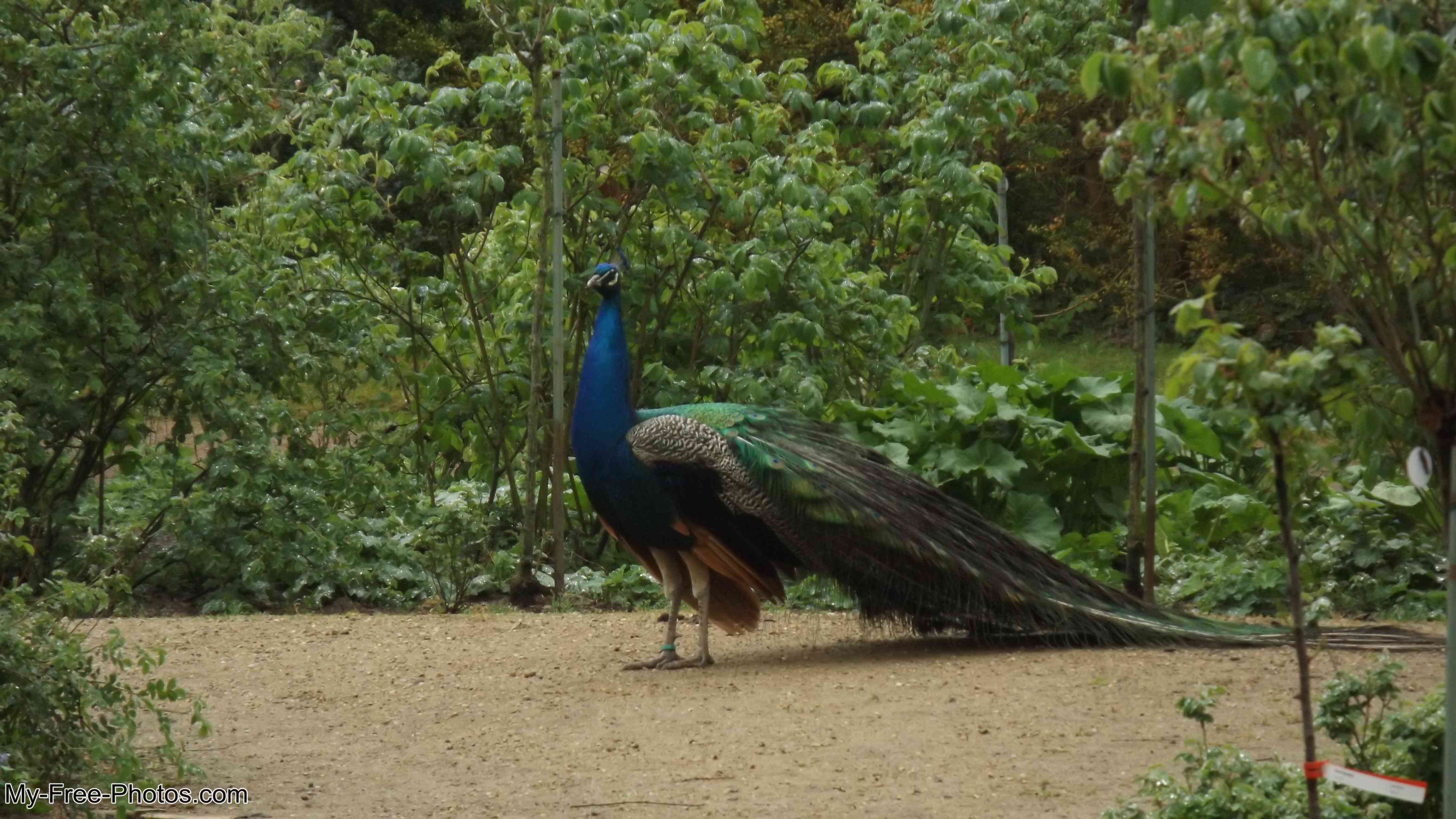 Peacock Island