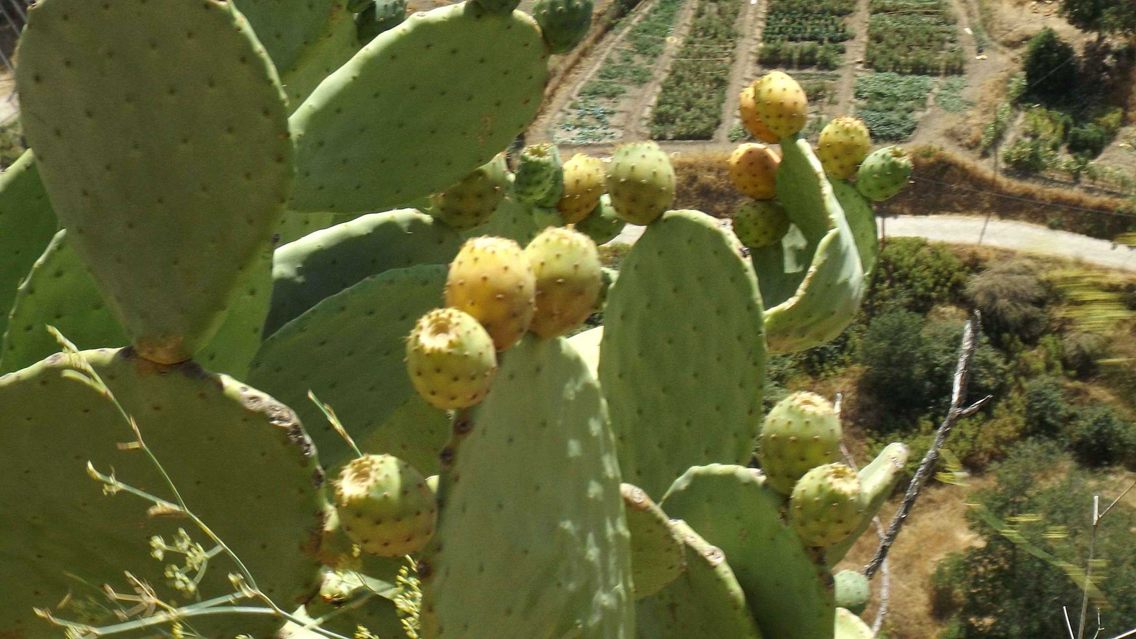  cactus, ronda, Spain