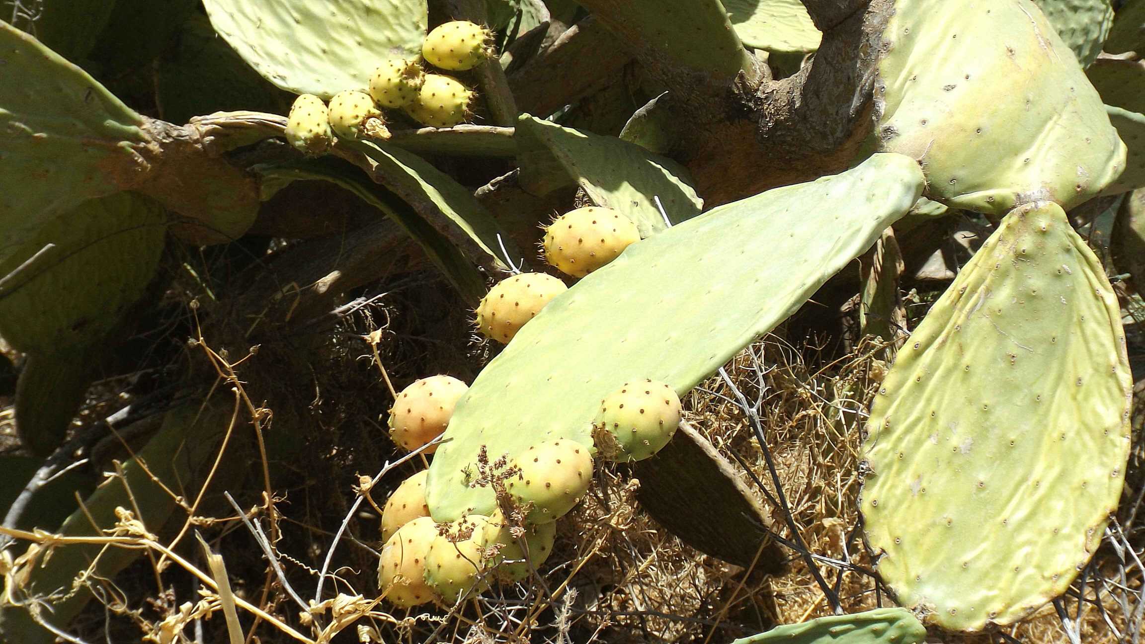  cactus, ronda, Spain