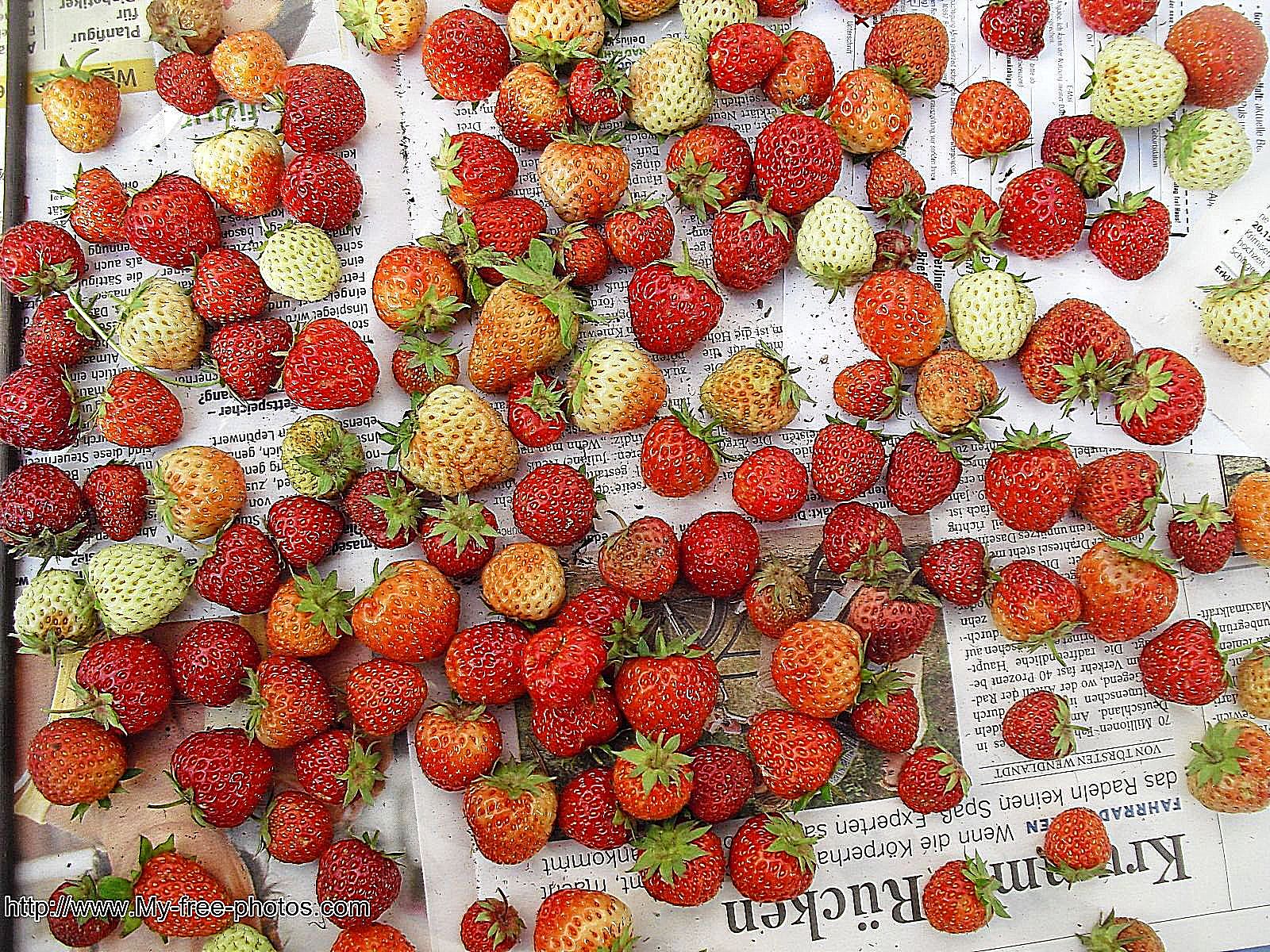Strawberries, abstract