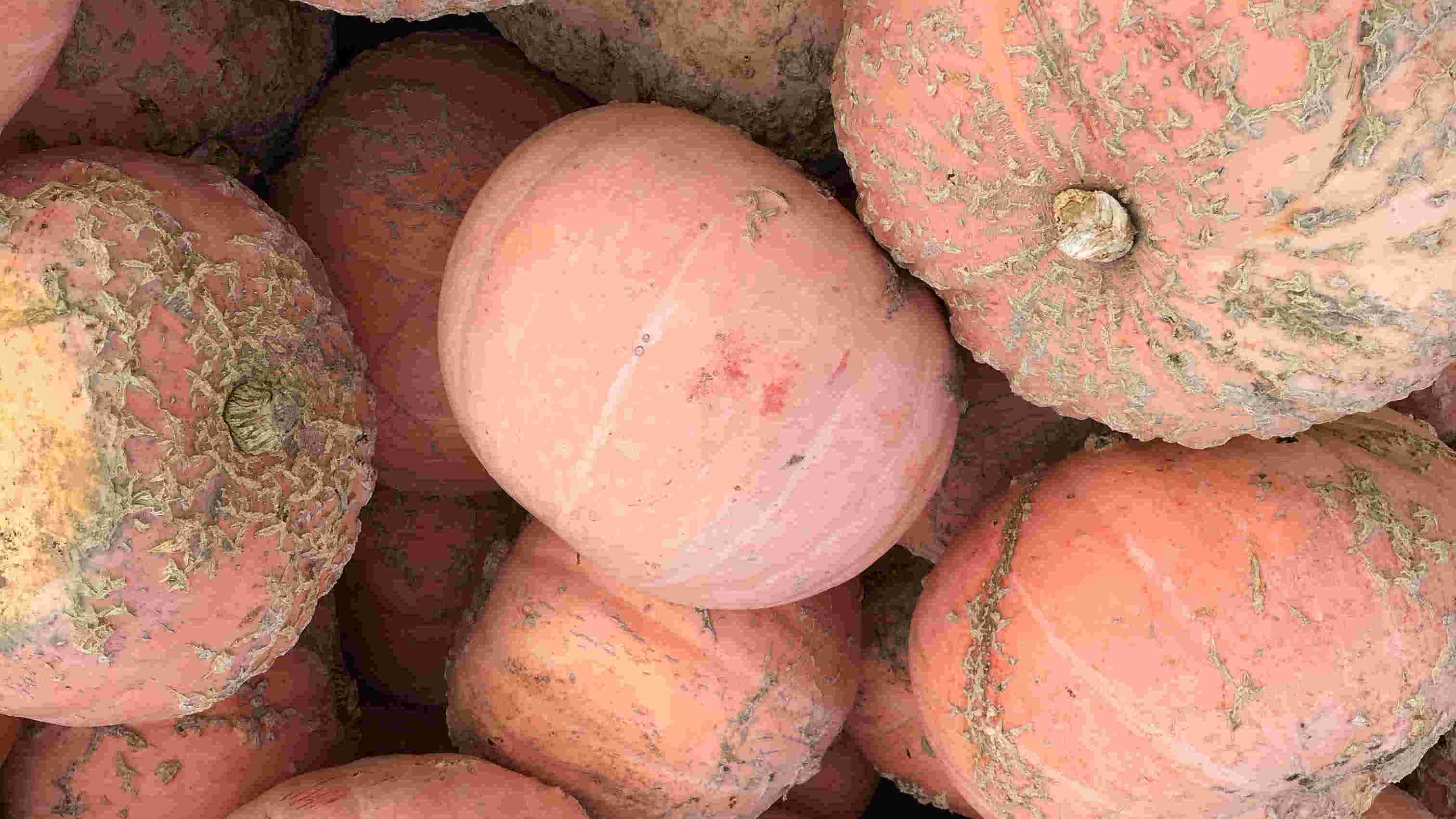 Pumpkin exhibition