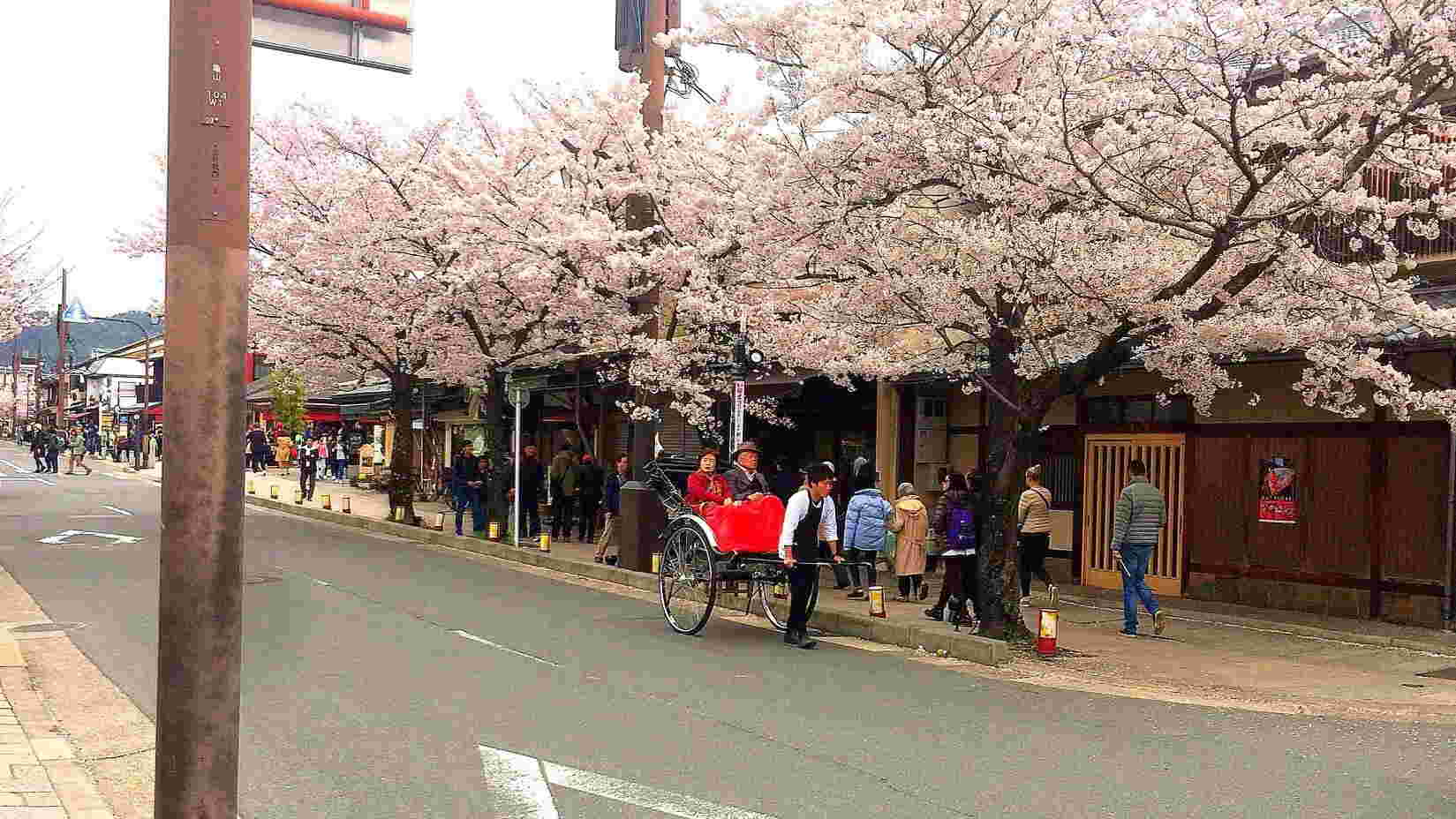 cherry blossom,Kyoto