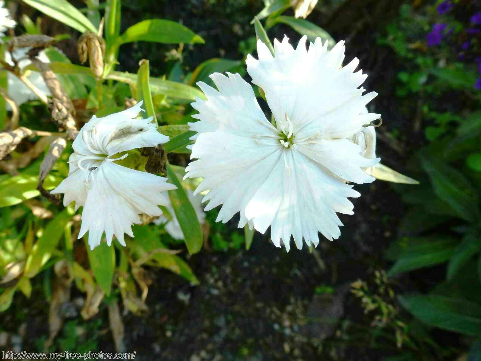 carnation,white
