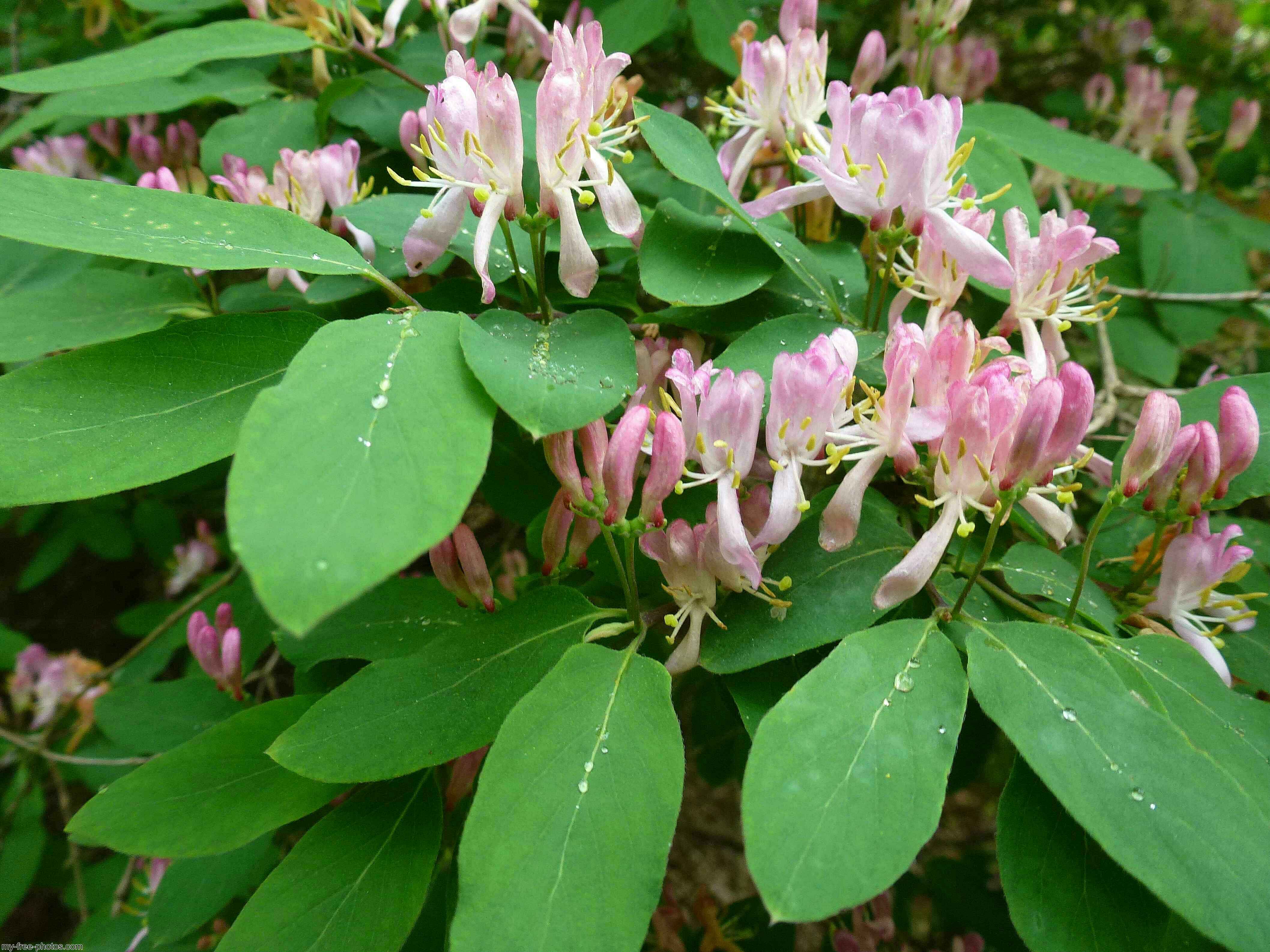 honeysuckle