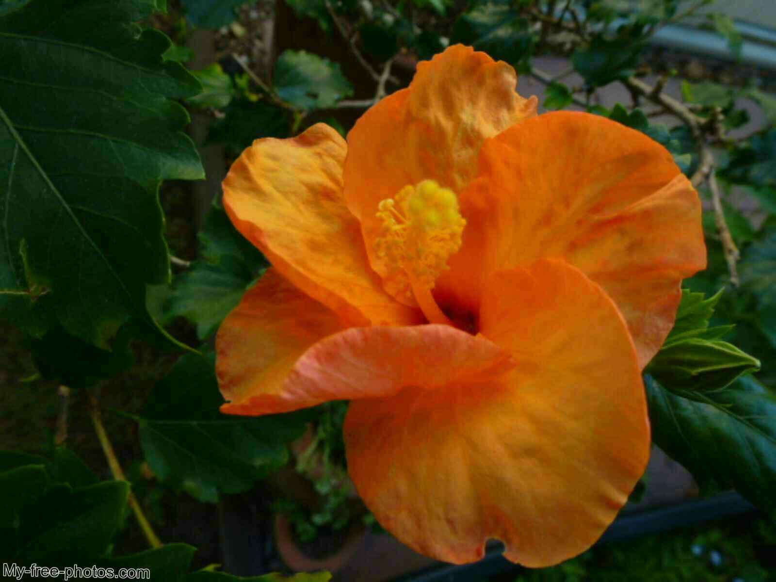 Hibiscus,orange color
