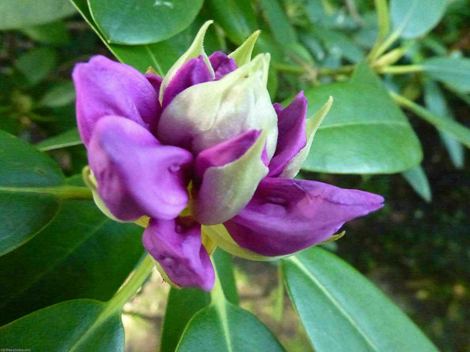 Rhododendron ponticum 