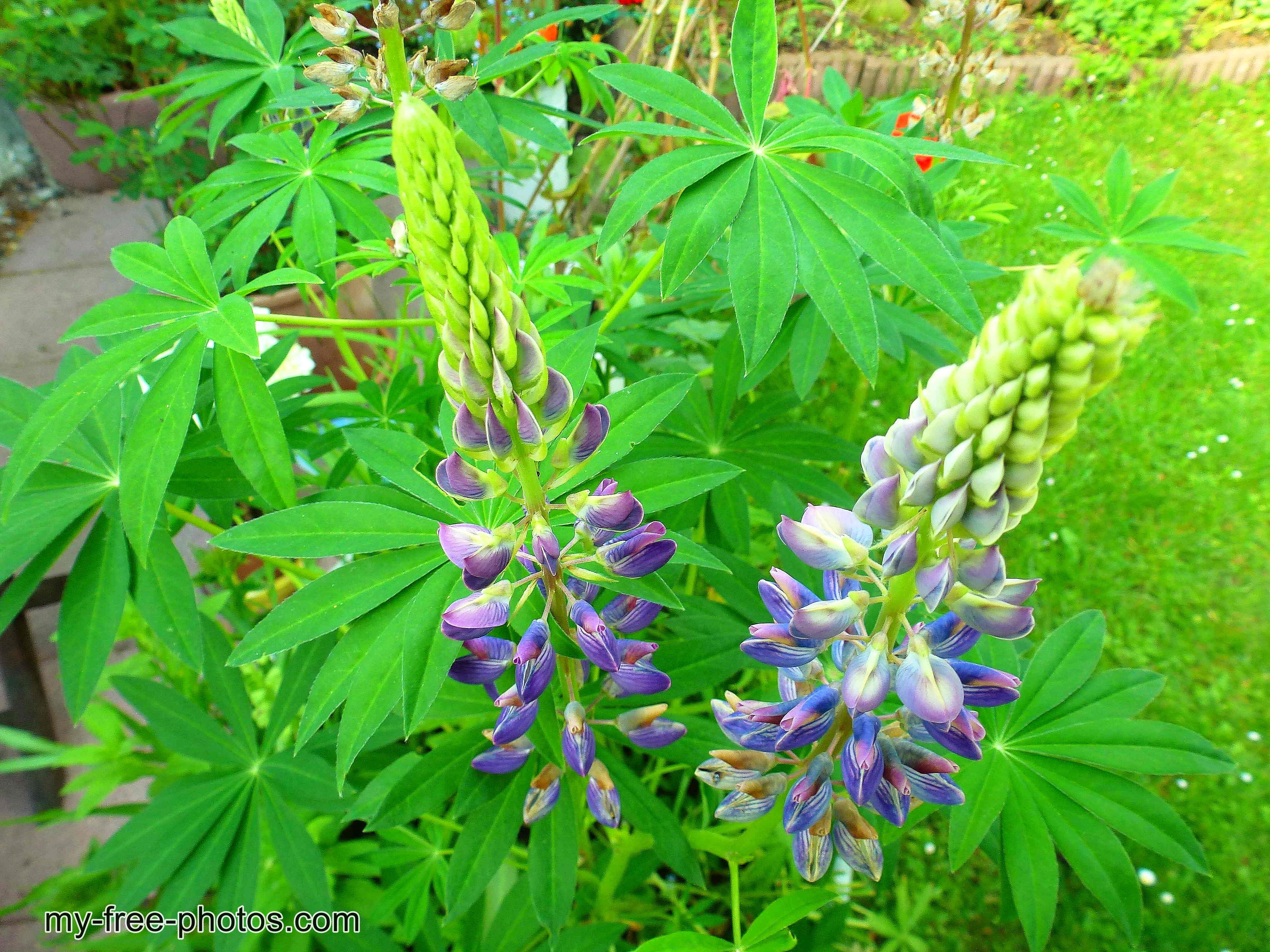 Lupine