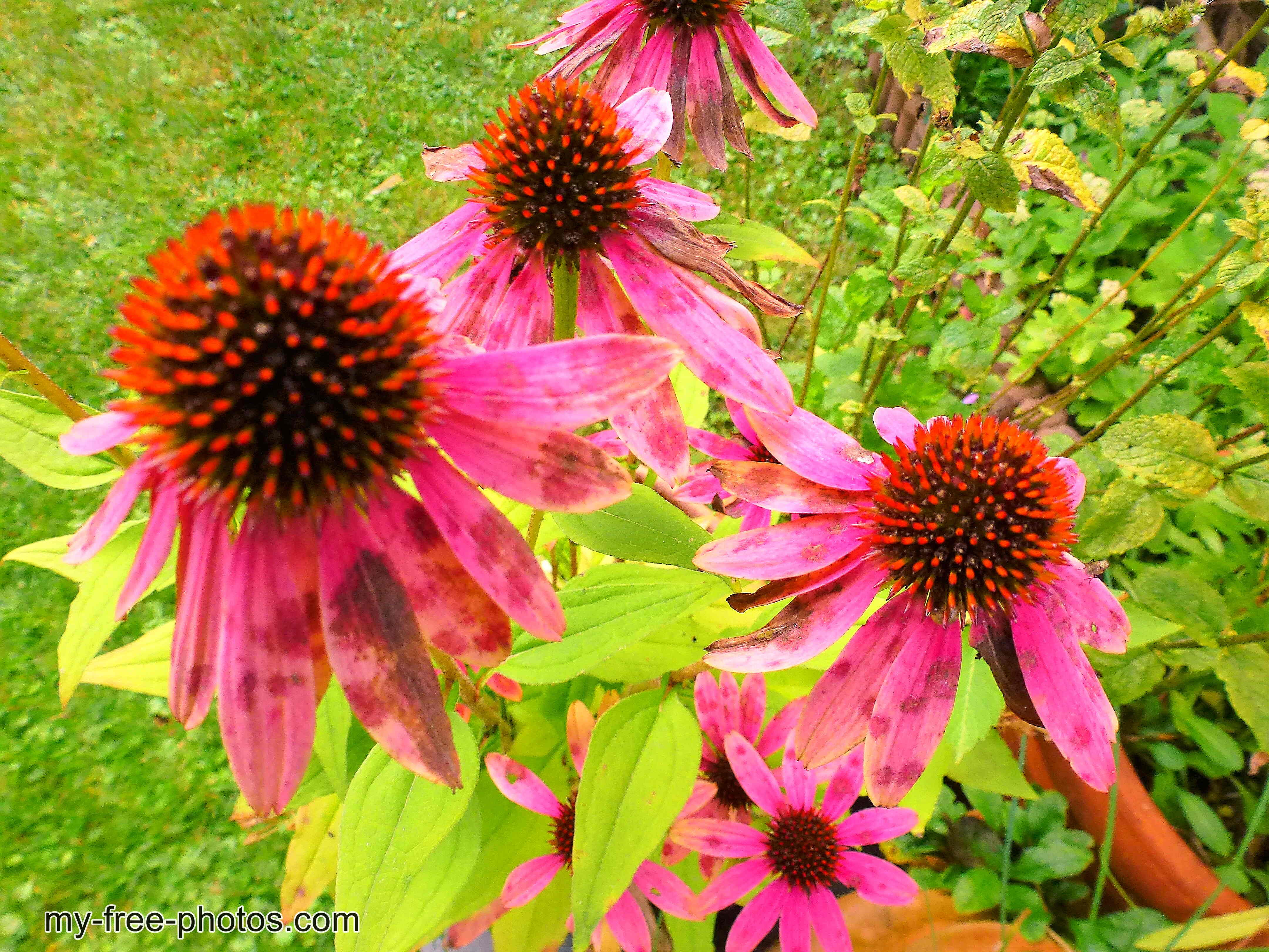 coneflower